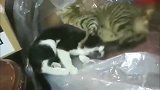 奶牛猫：铲屎的，劳资快被这只狸花猫踢成脑震荡了