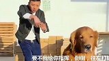 金毛轮胎学习倒车技术，分不清左右主人想出这法子但效果好像不好