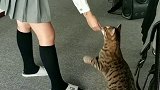 猫 聆萌乐园 哦那那那舞 tiger吃完肉肉就可以继续减肥了。^_^