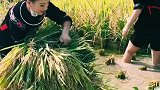 来之不易的米饭！