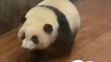 来自熊猫的大脸暴击，这谁顶得住啊，太可爱了
