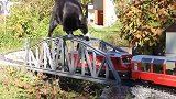 猫咪第一次玩遥控火车：这是啥玩意啊，它咋一点都不听我使唤呢