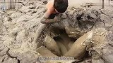 男子来到了旱地，掰开泥土发现里面全都是鱼，镜头拍下其过程