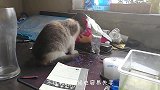 猫咪偷吃烤鸡当场被抓，主人想要把鸡夺回来，喵：多吃一口是一口