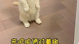 凌晨起床去厕所时我家猫站着看我，感觉背后一阵凉风，差点没给我送走