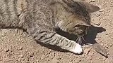 猫咪在田里抓到一只老鼠，回家后不舍得吃，先把玩一下