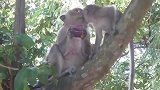 两只猴子在树上玩亲亲，不知道是不是有意的