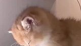 小猫半夜强忍睡意陪主人看书