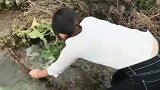 身在农村就是好，一簸箕下去全是鱼，小姐姐赚大了！