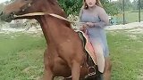 这是黄龙马，见到美女主动趴下让她骑上去