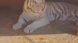 它高兴的像只小猫咪