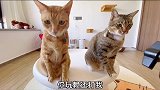 这个小猫咪有点坏