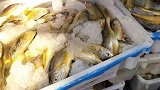 真一夜暴富！广东湛江渔民海域捕获6万斤黄花鱼 价值超百万