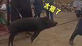 用电电野猪，有点猛呀