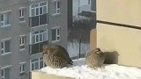 大雪寒风里一群“胖鸡”飞到19层阳台抱团取暖觅食