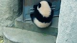 大熊猫想越狱，偷偷在门后观察饲养员，饲养员出来后一脚踢开