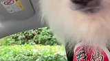 狗子：热死了，快把空调打开！