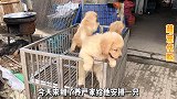 精品双血统金毛拿下，毛孩子也太可爱啦，这颜值非常哇塞