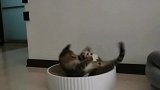 我家的小猫开心的都快飞起来了
