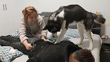二哈表演刨尸体绝技，音乐响起的那一刻，众人笑得前仰后合