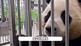 旅韩大熊猫福宝将回国，韩国民众排队近7小时告别，饲养爷爷眼神催泪