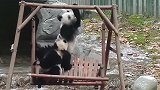两只小熊猫为了秋千大打出手，场面真的是萌化了