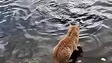 这小猫要逆天啊