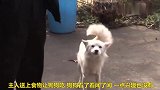 为了孩子奔波操劳的母亲，小狗：爱你呦