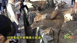 你还在天真的以为奈良小鹿是在向你鞠躬么？真相是这样的