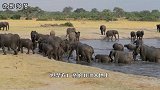 为什么说大象的尸体不能碰，它们死后还能“伤”人吗？