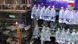 游客在印尼宠物市场挑选小猴子