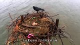 乌鸦经常偷熊猫毛搭小窝! 惹熊猫发飙了, 追着乌鸦满院子打!