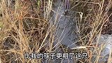 把辣椒粉撒在蚂蟥身上会怎样，三秒后反应激烈，结果出乎意料