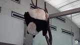 大熊猫下树，更像杂技表演，旁边游客都为它捏把汗