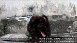 好心大哥发现小奶狗被重铁链拴住，果断解救抱回家收养！