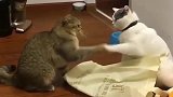 狸花猫：小白来，我们来练一下昨天那个动作