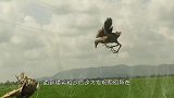 稻田上方出现“无形阻挡”，过往鸟儿被一网打尽，倒吊在半空中！