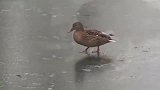 太滑稽了!鸭子在冰湖上走路的样子,够我笑三天