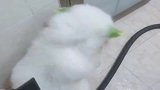 主人：我为什么要养萨摩耶！不仅贪玩还事儿多