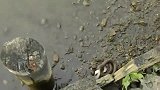 毒蛇斗鳗鱼，要是电鳗，毒蛇瞬间就被秒杀了