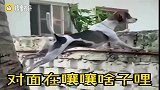 狗生如戏，全靠演技！