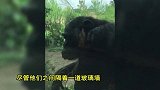 暖心！小男孩与猩猩在动物园温馨亲吻