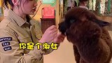 巧克力，你听我说啊