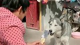 二哈吵架没输过，姥姥故意气它说零食没它的份，这货直接开骂！