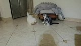 老六你要帮猫叔叔洗脸嘛？