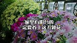家里有阳台的，一定要种上这5种花！