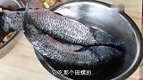 姑妈回娘家带2条大青鱼，用湖南做法青椒炖鱼吃，一家人赞不绝口