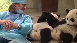老外想靠在大熊猫身上，不料团子一巴掌拍了过去：给我起开！