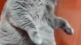 猫：放开我，再摇我急眼了哈！