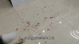 二哈的咬合力有多强作案现场看得我直打冷颤，不愧是狼族后裔